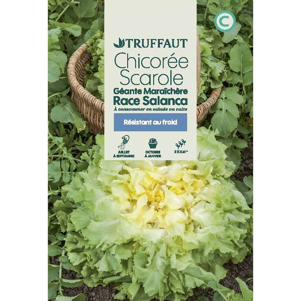 CHICOREE RACE SALANCA TRUF-(726129)