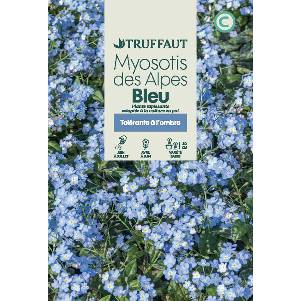 MYOSOTIS ALPES BLEU TRUF-(726170)