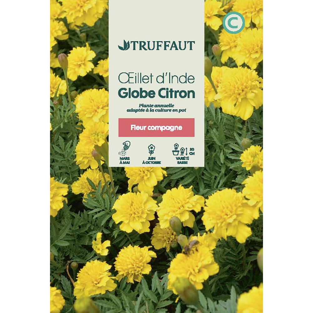 OEILLET INDE CITRON TRUF-(726172)