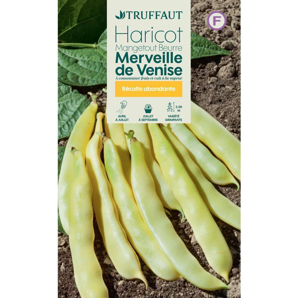 Haricot mangetout Ã  rames Merveille de Venise