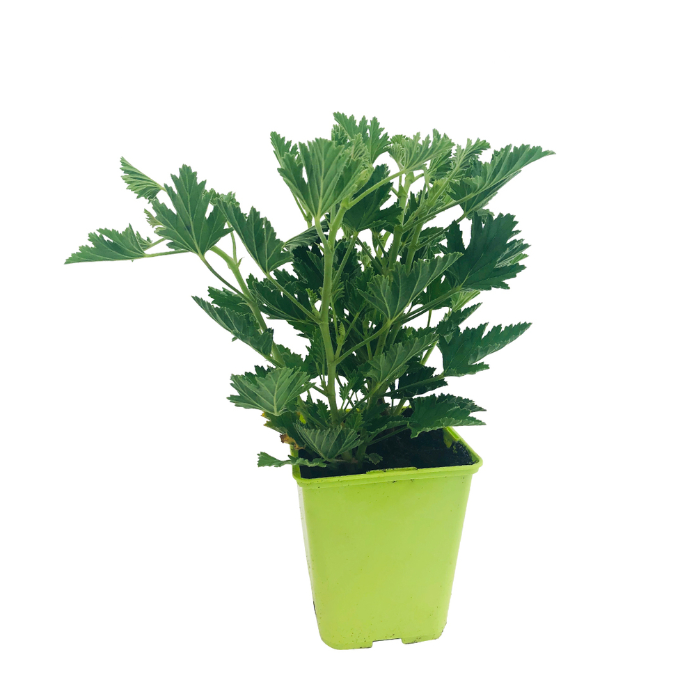 GERANIUM ANTI MOUS.C 1L ECO-R-(728086)
