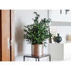 Plante Stabilisée Petite Eucalyptus Parvifolia verte 70cm