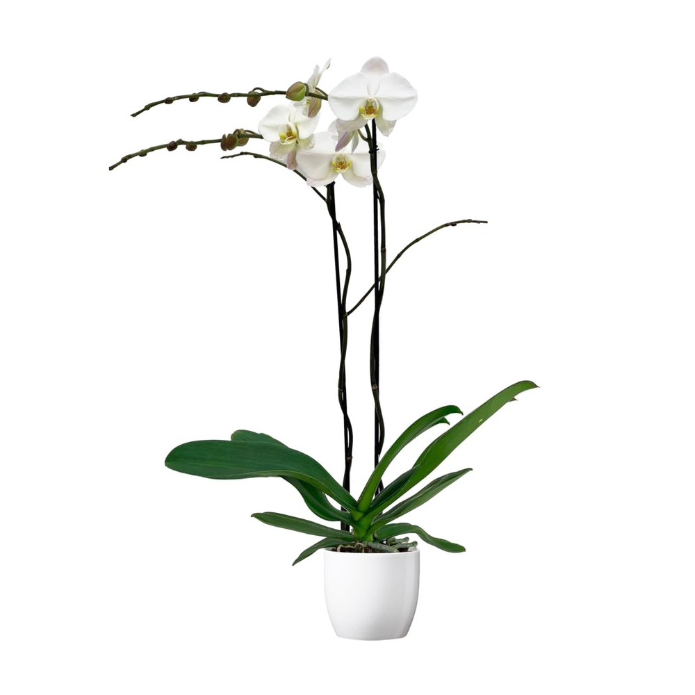 Orchidée Phalaenopsis 'Tsarine' 2 tiges - pot D.17 cm