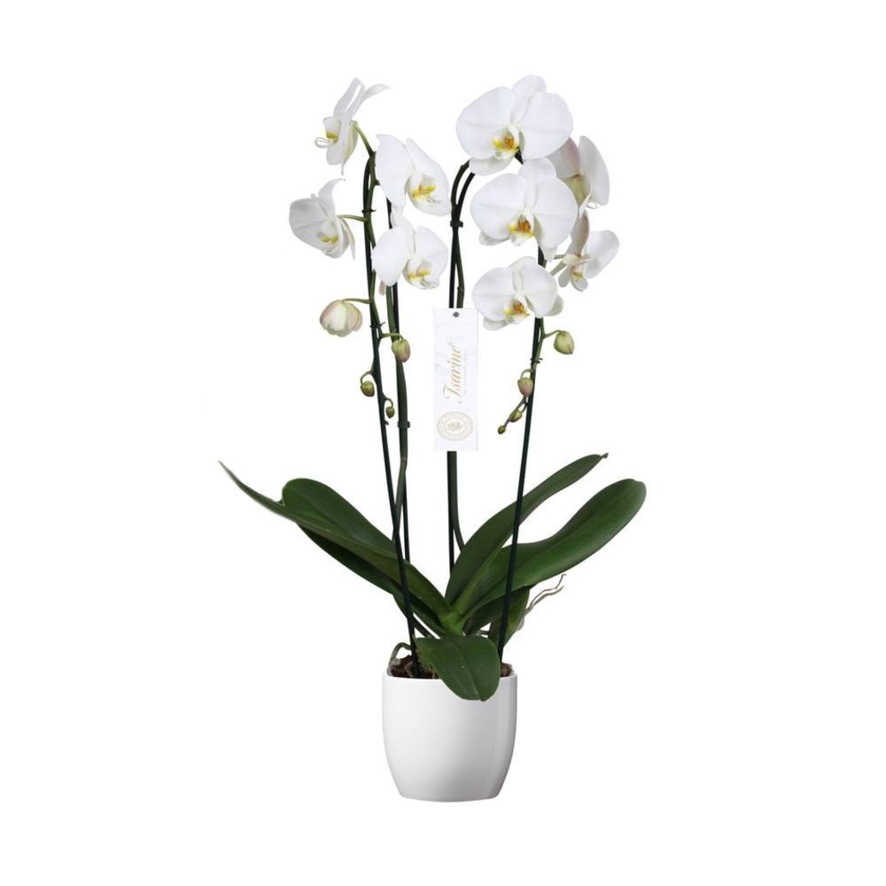Orchidée Phalaenopsis 'Tsarine' 2 tiges : pot D.17cm-H.85cm