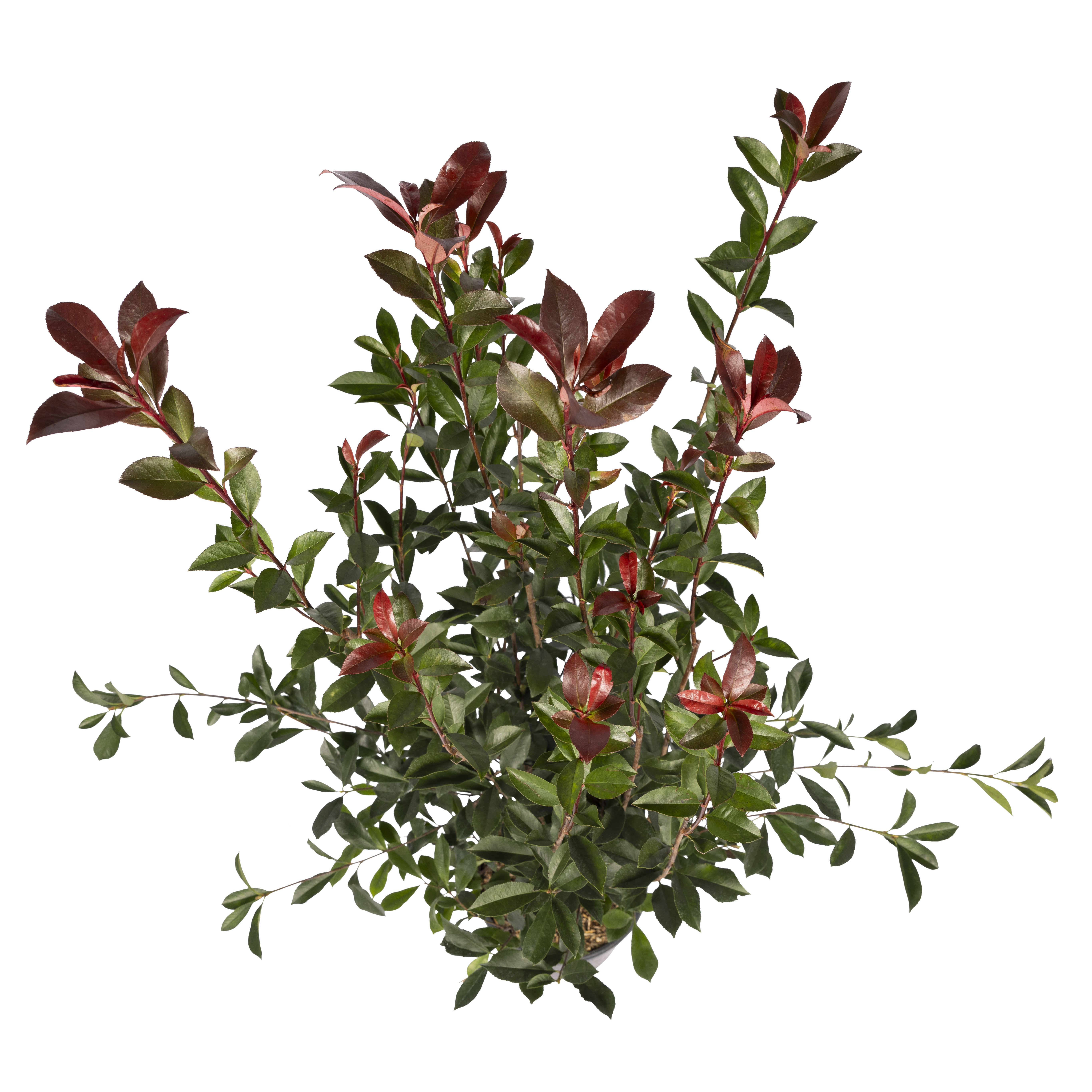 Photinia 'Carré Rouge' : pot 5L
