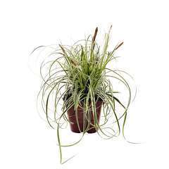 Carex oshimensis 'Everillo®' Pot 3L