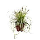 Carex oshimensis 'Everillo®' Pot 3L