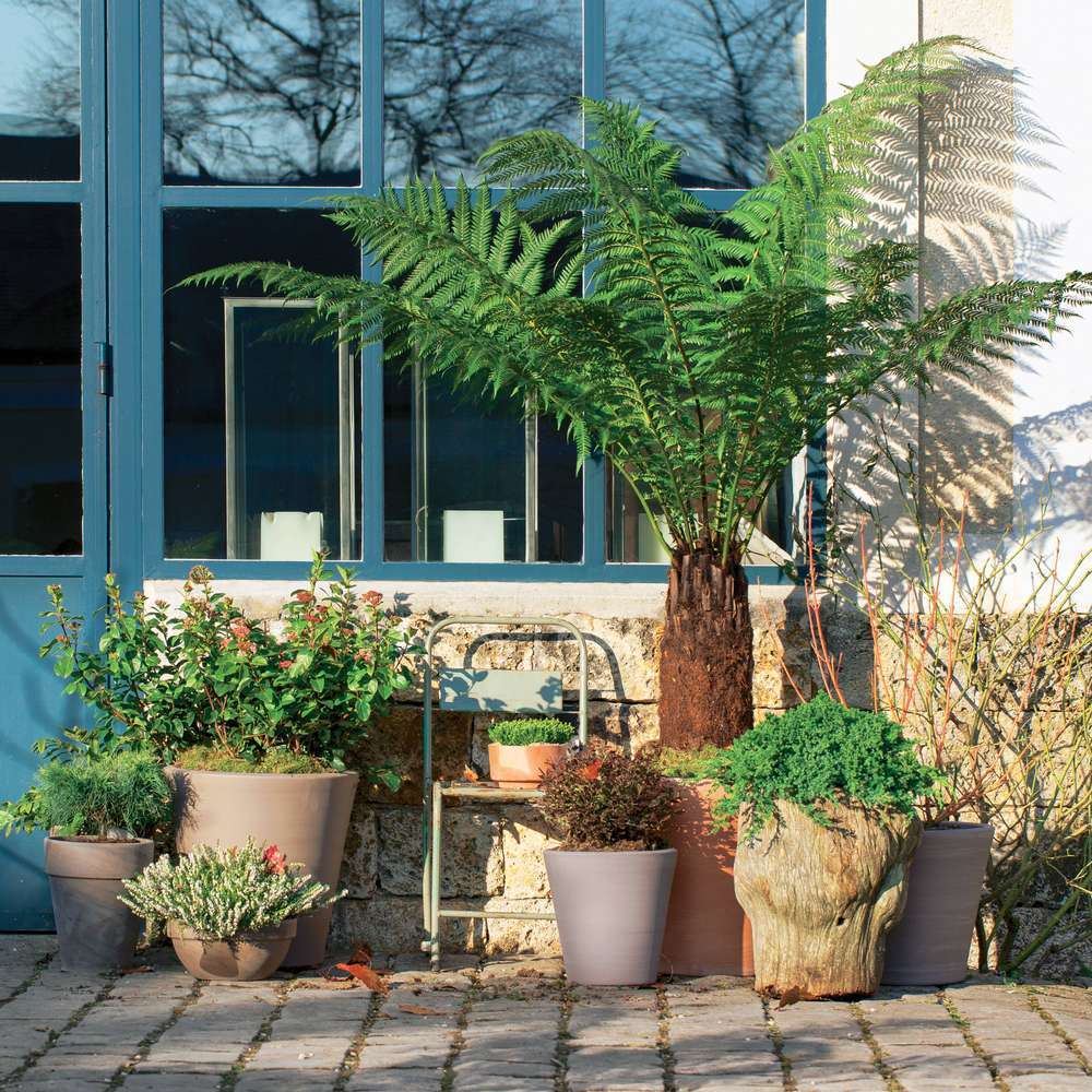 Pittosporum Tenuifolium 'Tom Thumb' : C3L