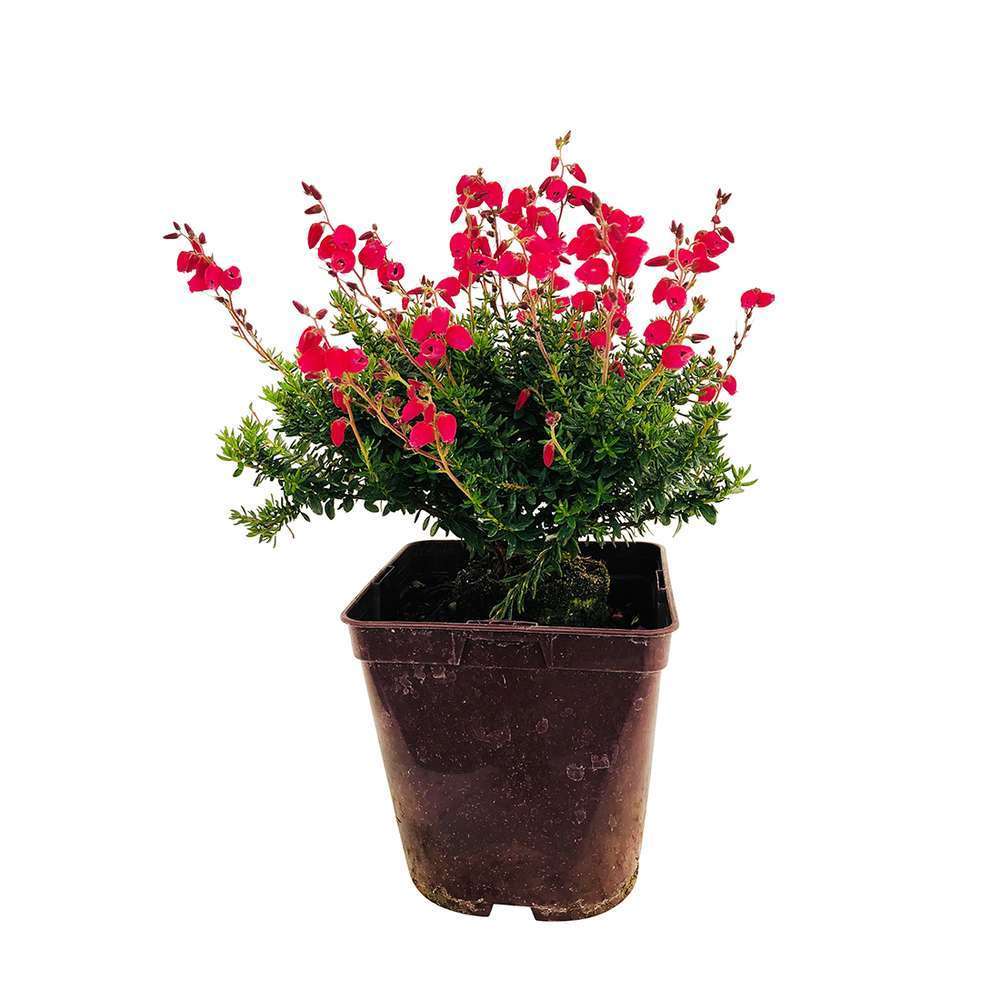 Daboecia 'angelina': C2L