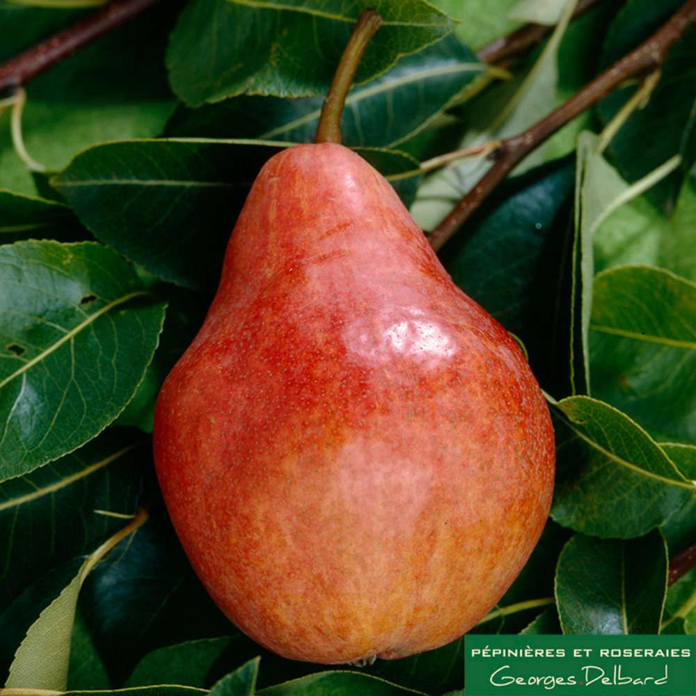 Poirier colonnaire Moscou®