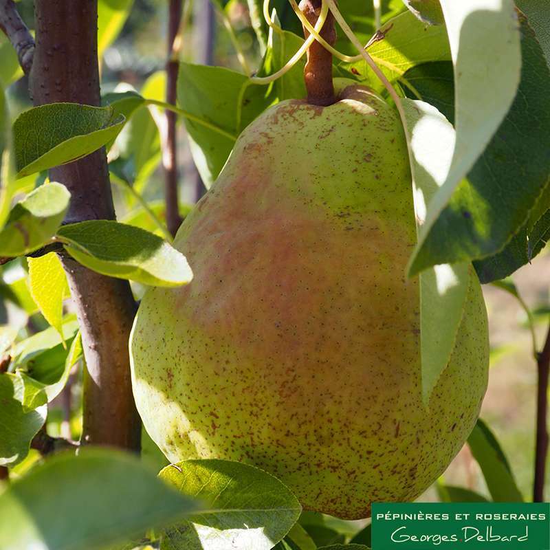 Poirier colonnaire Londres®