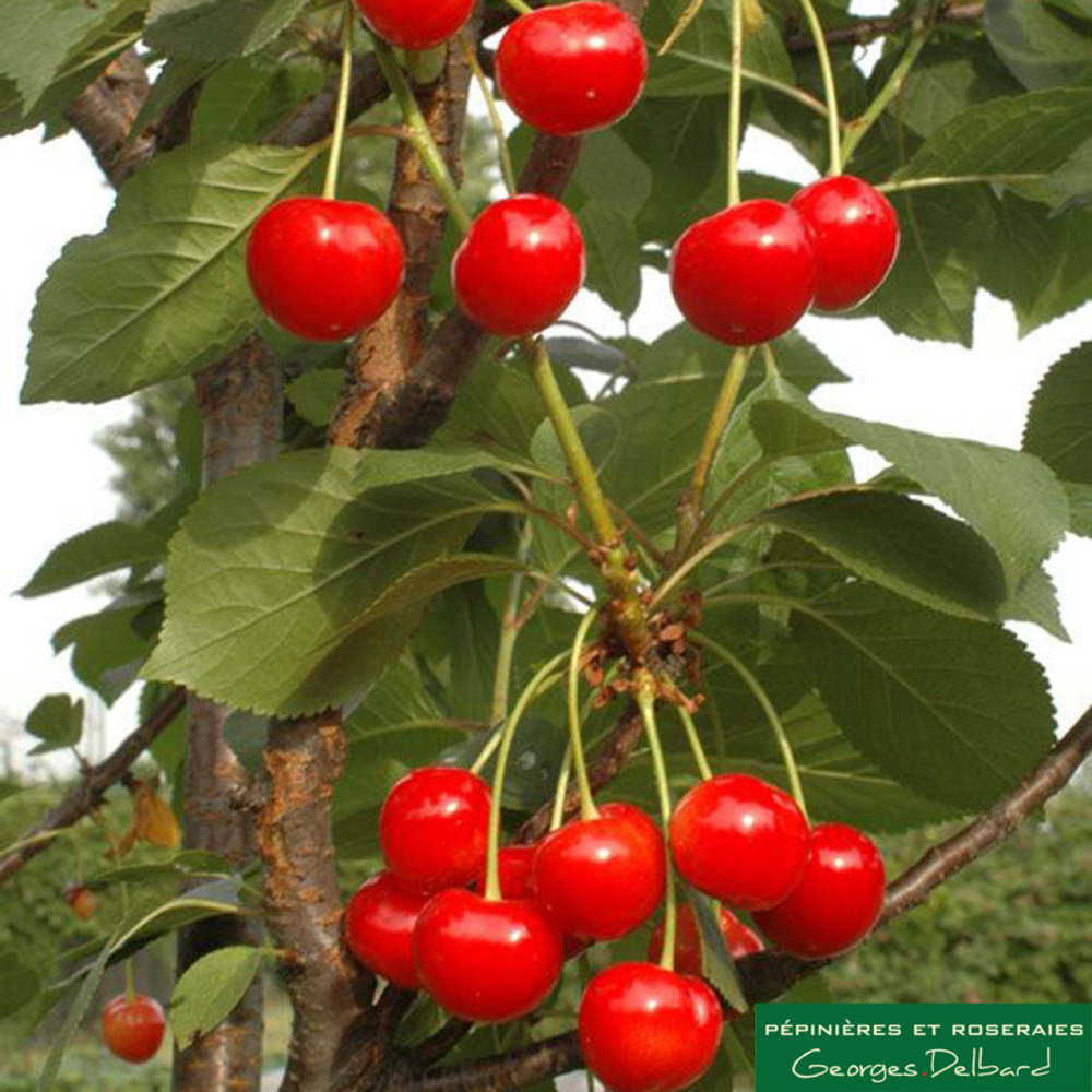 Cerisier colonnaire Shangai®