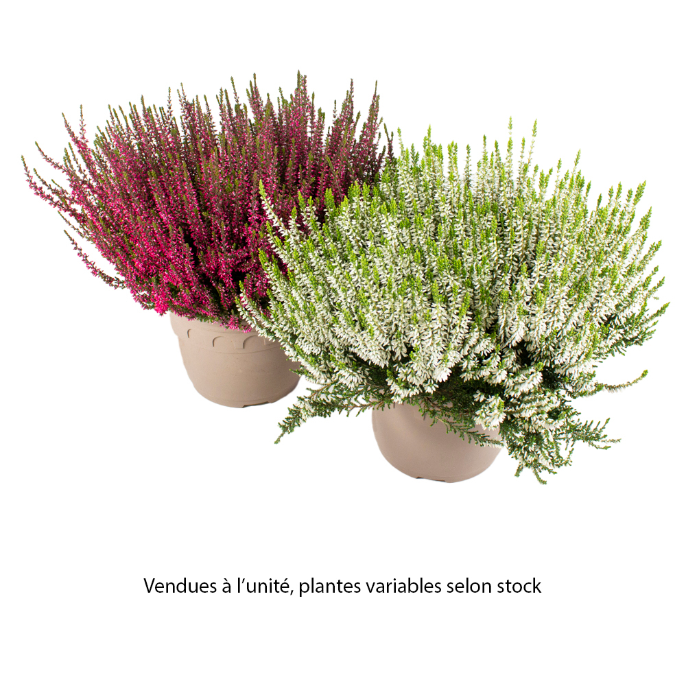 Calluna Garden Girls® : quatro C4.6L