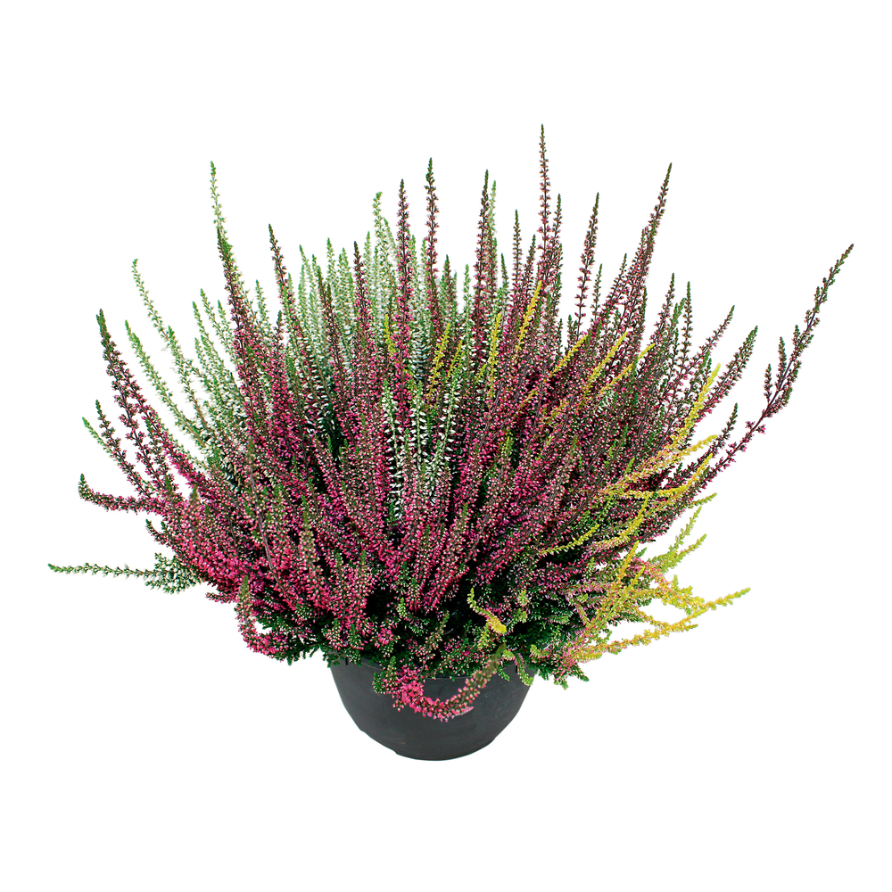 Calluna Garden Girls® : quatro C4.6L