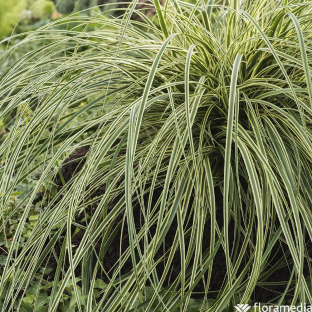 Carex x 'Feather Falls': C2L