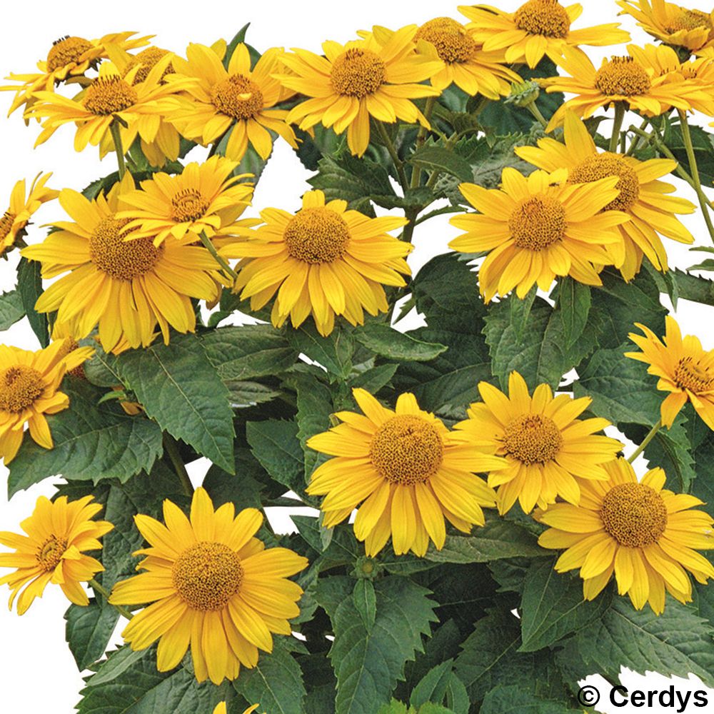 Heliopsis 'Sole d'Oro':conteneur 2 litres