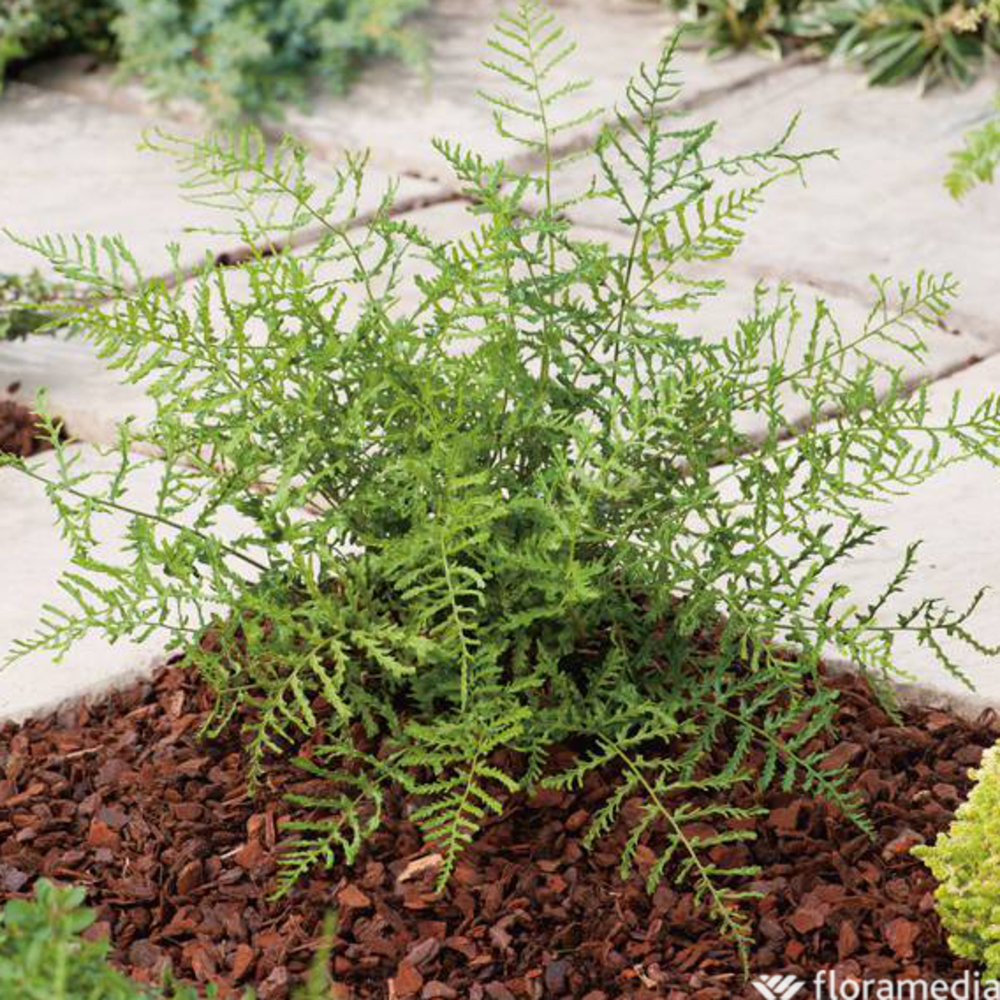 Dryopteris filix-mas 'Linearis Polydactyla':conteneur 2 litres