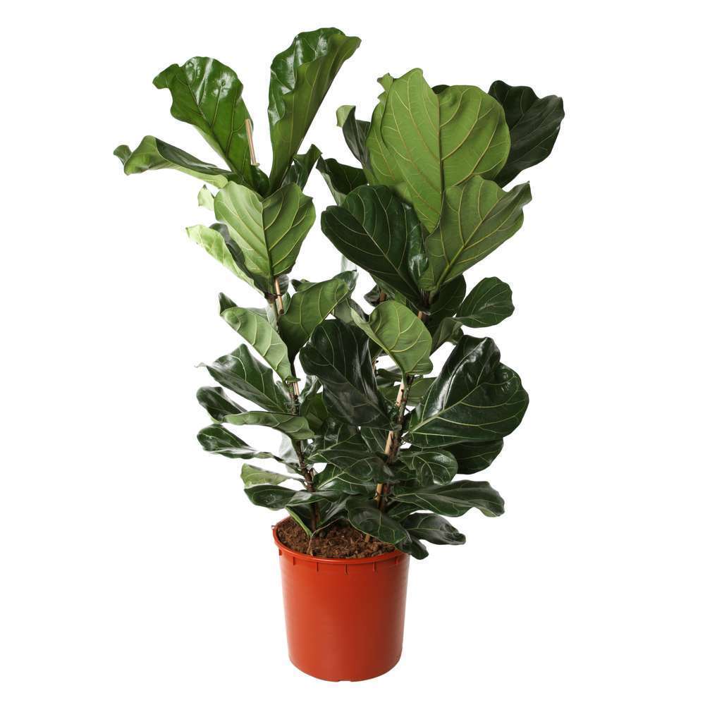 Ficus lyrata : 3 pieds, pot d.34 x H.140cm