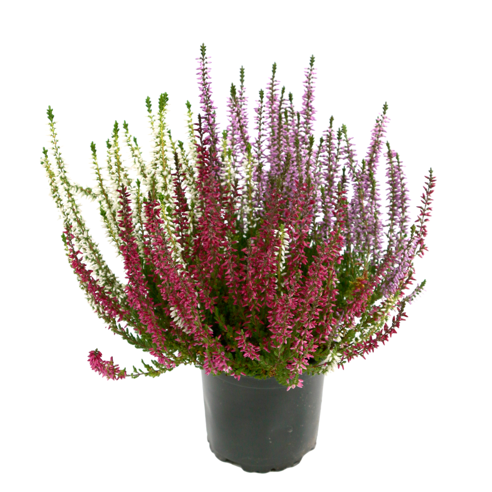 Calluna 'Beauty Ladies' : trio, pot 0.5L