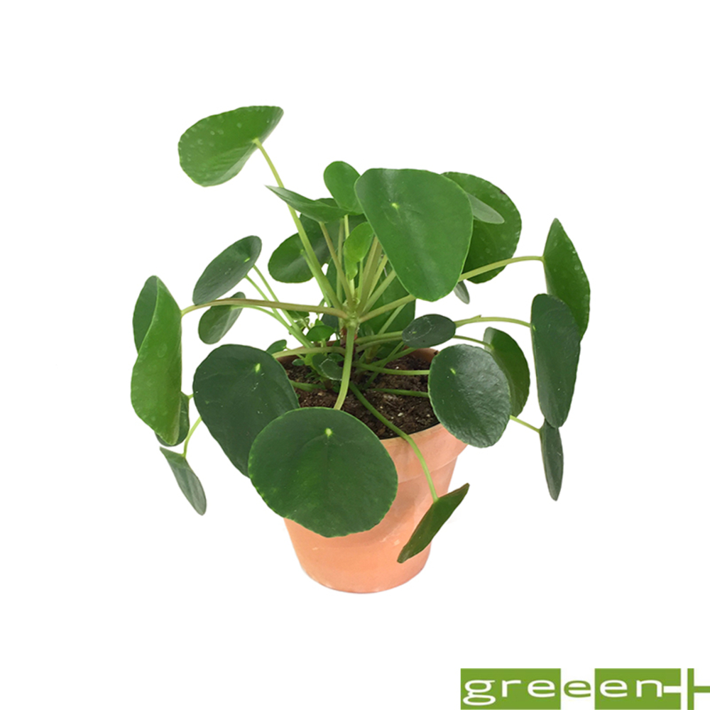 Pilea peperomioides : pot en terre de D. 13.5 cm