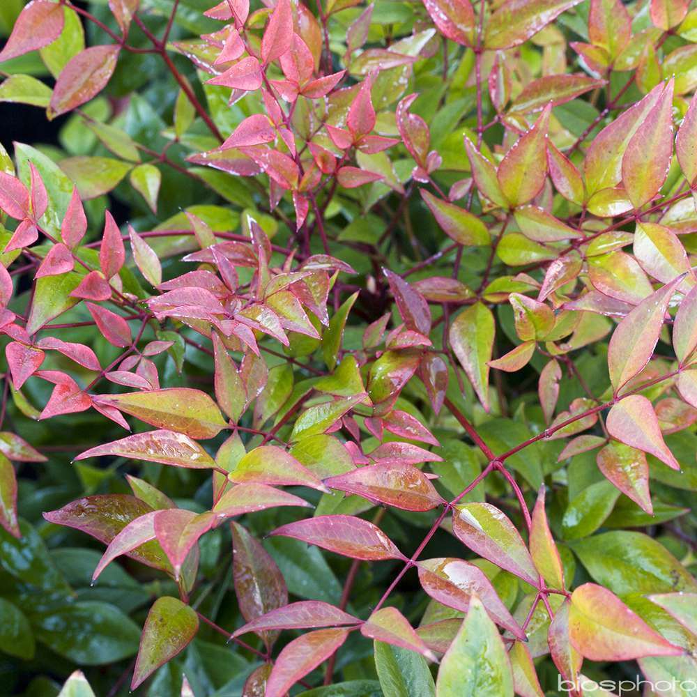 NANDINA GULF STREAM C 4L-(731843)