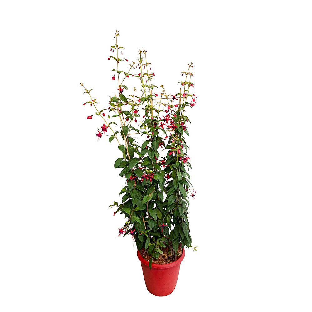  
Fuchsia âLady Boothbyâ Grimpulsion 
