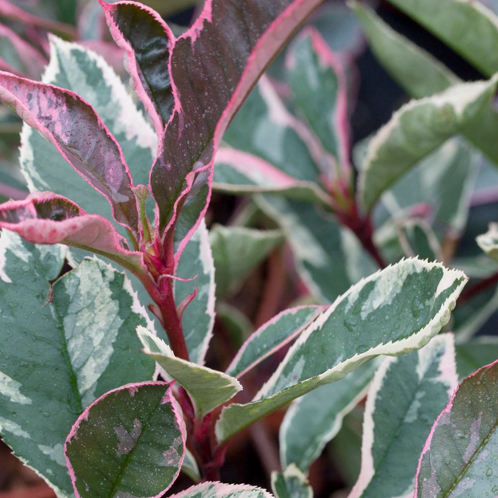 PHOTINIA XL PINK MARBLE C16L-(731873)