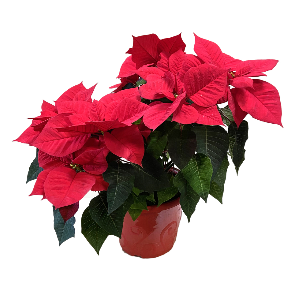 Poinsettia : 2 pieds - 10/12 boutons