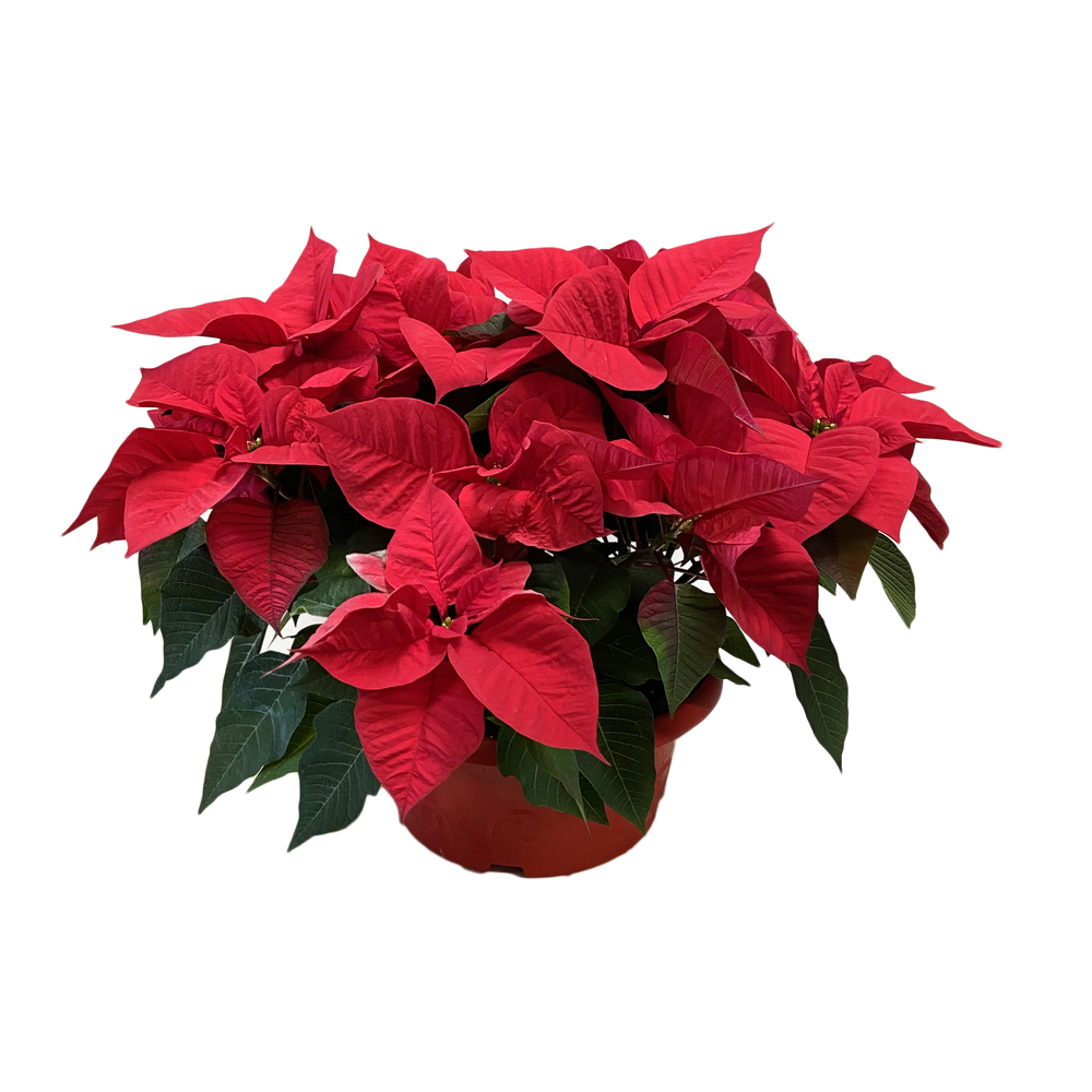 Poinsettia : 3 pieds - pot de D.30 cm