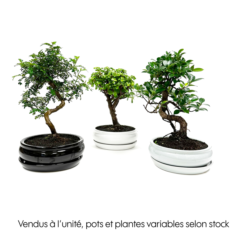 Mix bonsaï 8/9ans avec soucoupe