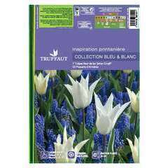 Bulbes de tulipes et muscaris blanc - x30