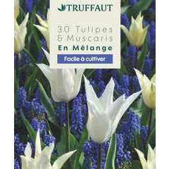 Bulbes de tulipes et muscaris blanc - x30