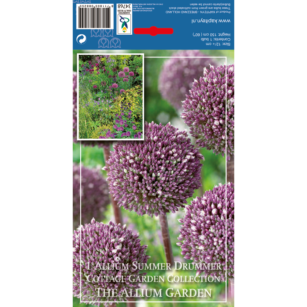 Bulbe d'allium 'Summer Drummer' - x1