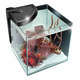 Aquarium Newa More poisson d'eau de mer, noir - 30 litres