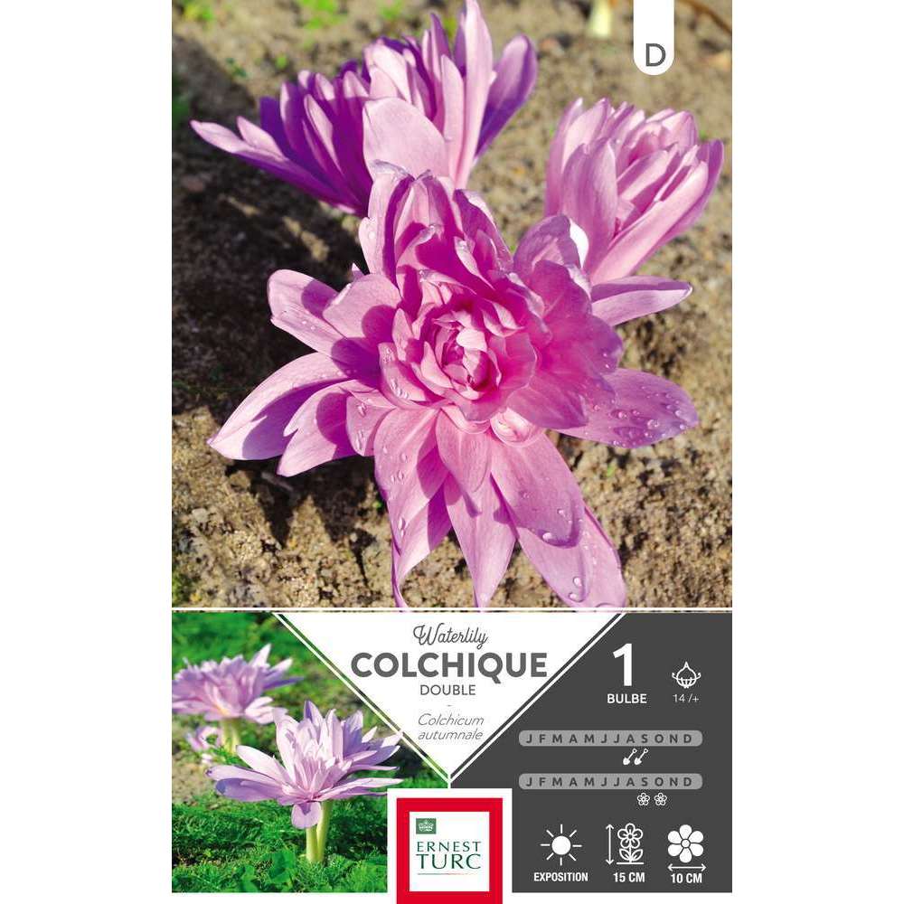 Colchique double Waterlily 14/+ : 1 bulbe