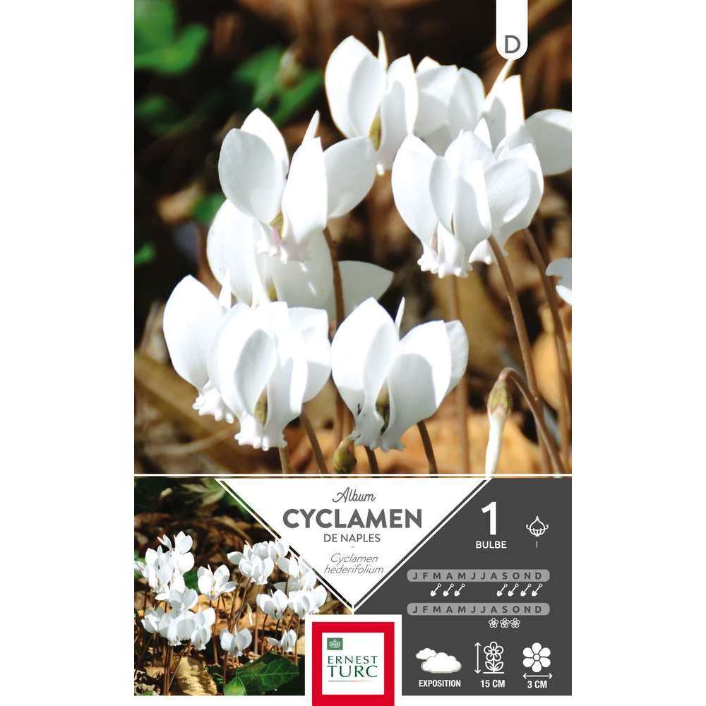 Bulbe de cyclamens de Naples 'Album' - x1
