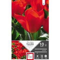 Bulbes de tulipes fosteriana 'Madame Lefeber' - x10