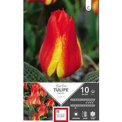 Bulbes de tulipes greigii 'Cape Cod' - x10