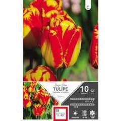 Bulbes de tulipes Darwin 'Banja Luka' - x10