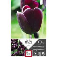 Bulbes de tulipes simples tardives 'Café noir' - x10