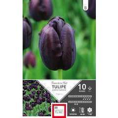 Bulbes de tulipes simples tardives 'Reine de la Nuit' - x10