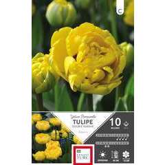 Bulbes de tulipes doubles tardives 'Yellow Pomponette ' - x10