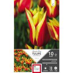 Bulbes de tulipes Fleurs de Lys 'Synaking King' - x10