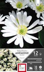 Bulbes d'anemones 'White Splendour' - x12