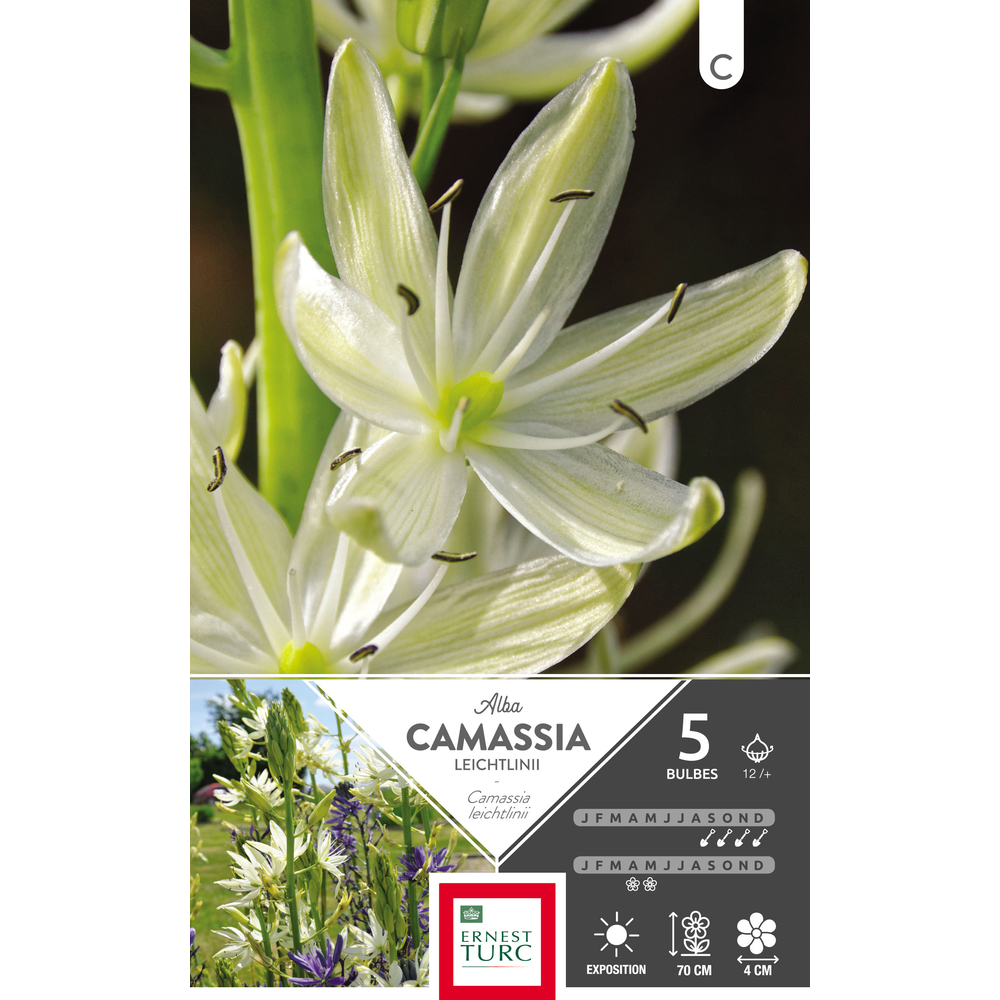 Camassia leichtlinii album 12/+ : 5 bulbes