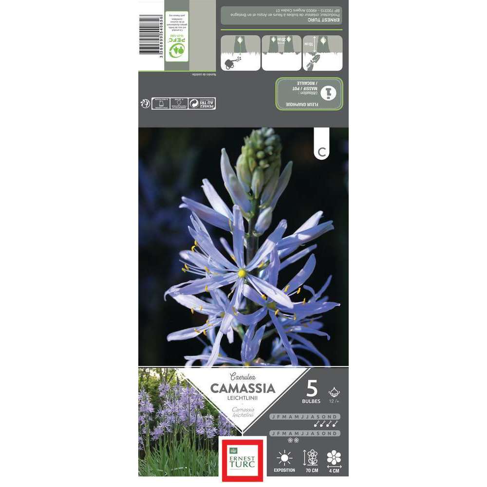 Bulbes de camassias leichtlinii 'Caerulea' - x5