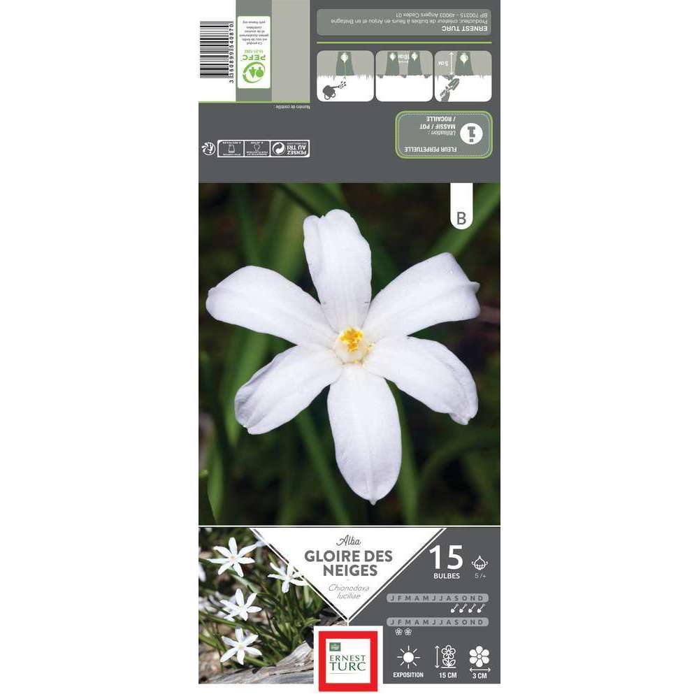Chionodoxa luciliae alba 5/+ : 15 bulbes