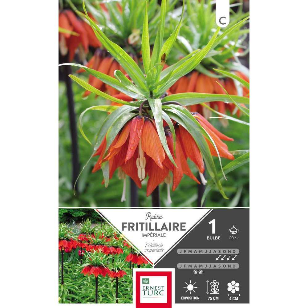Bulbe de fritilaire imperiale 'Rubra' - x1