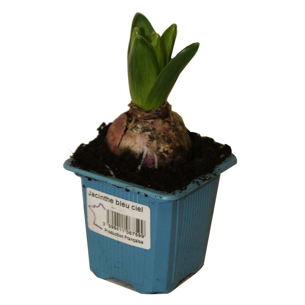 Jacinthe : ciel, godet 7cm