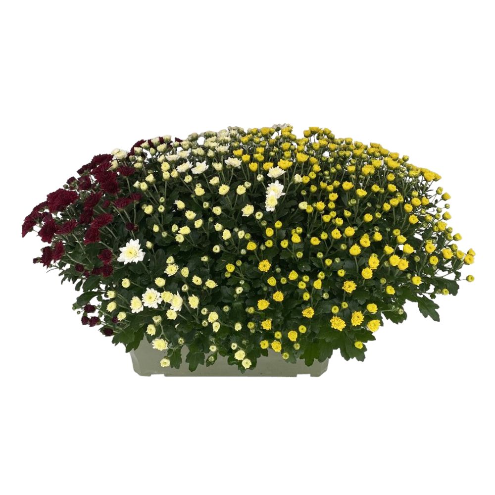 ChrysanthÃšme tapissant:jardiniÃšre 30 cm